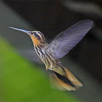 Saw-billed Hermit