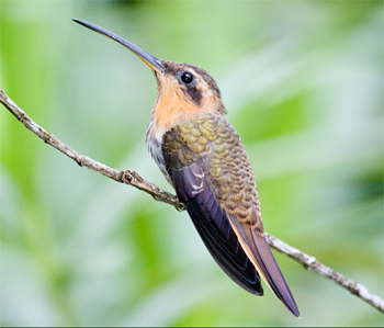 Saw-billed Hermit