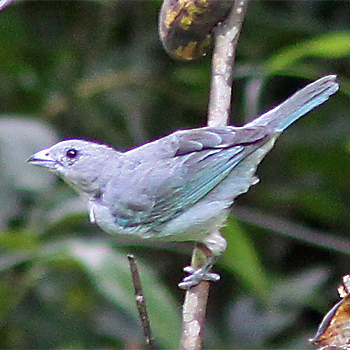 Sayaca Tanager