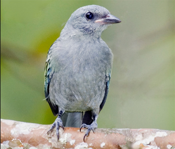 Sayaca Tanager