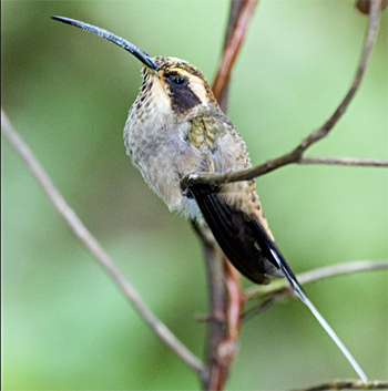 Scale-throated Hermit