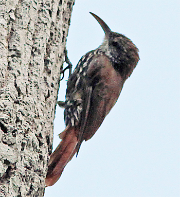 Scaled Woodcreeper