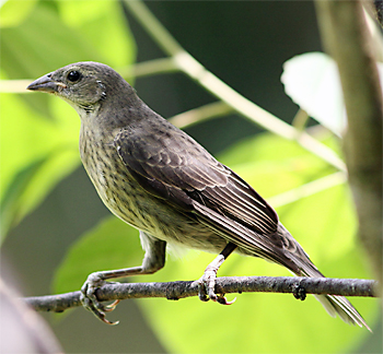 Shiny Cowbird (female)