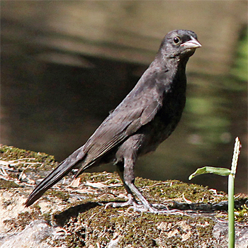 Shiny Cowbird (male)