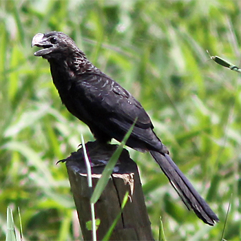 Smooth-billed Ani