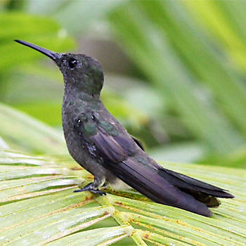 Sombre Hummingbird