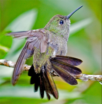 Sombre Hummingbird