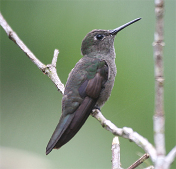 Sombre Hummingbird
