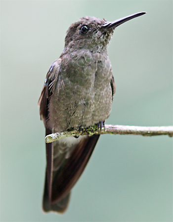 Sombre Hummingbird