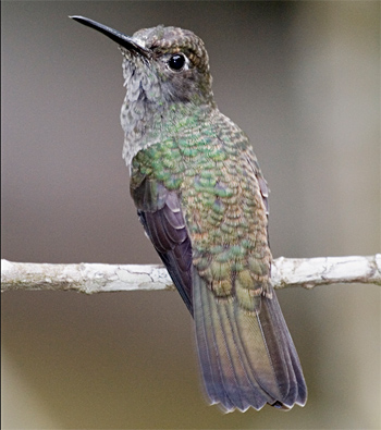 Sombre Hummingbird