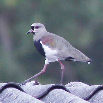 Southern Lapwing