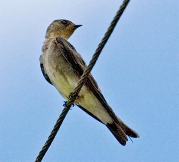 Southern Rough-winged Swallow