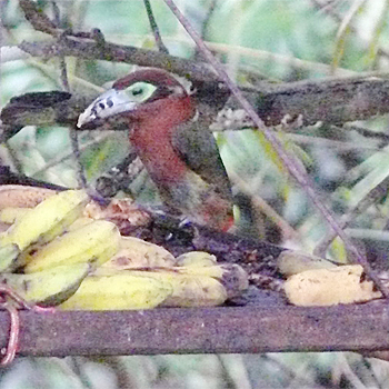 Spot-billed Toucanet (female)