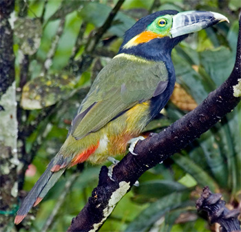 Spot-billed Toucanet