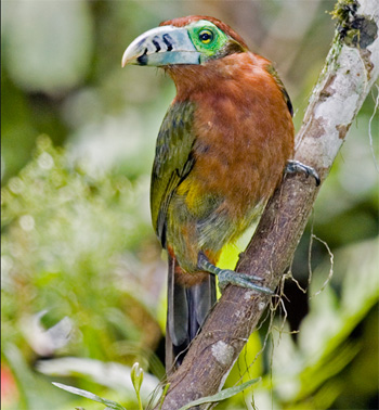 Spot-billed Toucanet