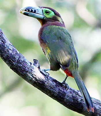 Spot-billed Toucanet