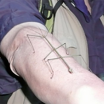 Stick Insect sp.