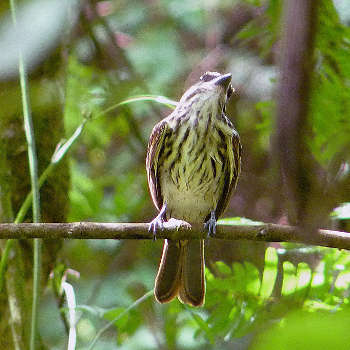 Streaked Flycatcher