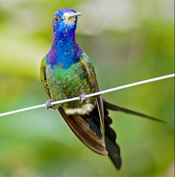 Swallow-tailed Hummingbird