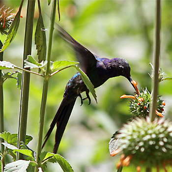 Swallow-tailed Hummingbird