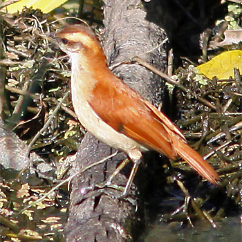Tail-banded Hornero
