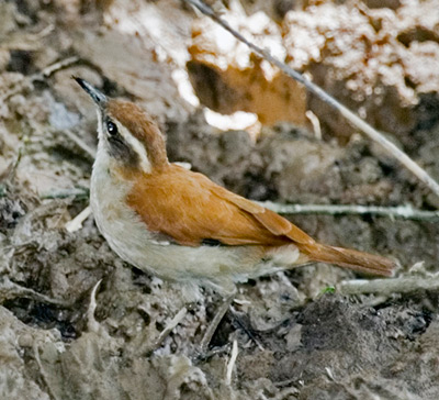 Tail-banded Hornero