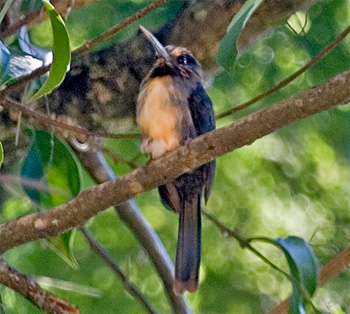 Three-toed Jacamar