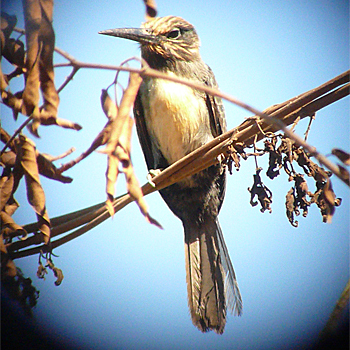 Three-toed Jacamar