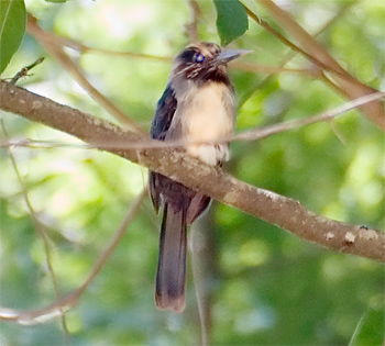 Three-toed Jacamar