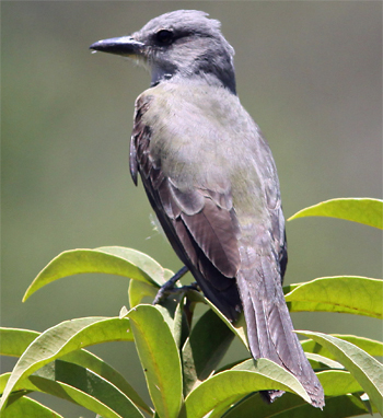 Tropical Kingbird