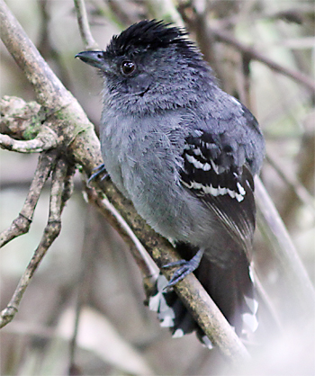 Variable Antshrike