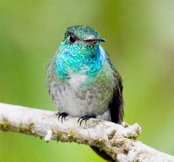 Versicoloured Emerald