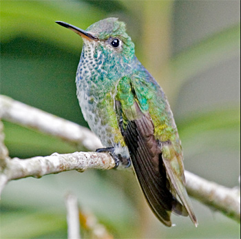 Versicoloured Emerald