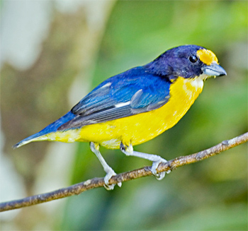 Violaceous Euphonia