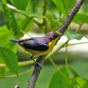 Violaceous Euphonia