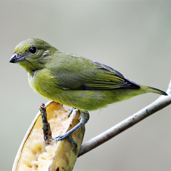 Violaceous Euphonia (Female)