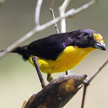 Violaceous Euphonia (Male)