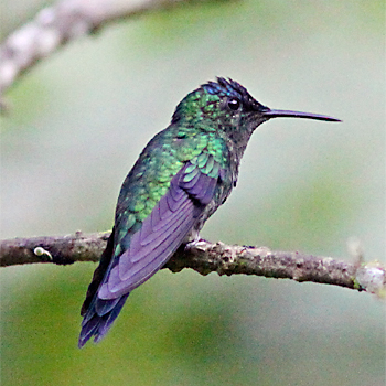 Violet-capped Woodnymph