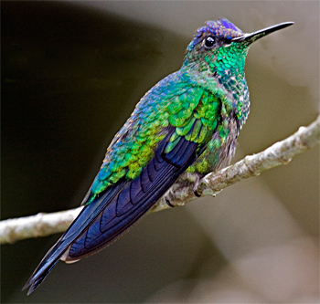 Violet-capped Woodnymph