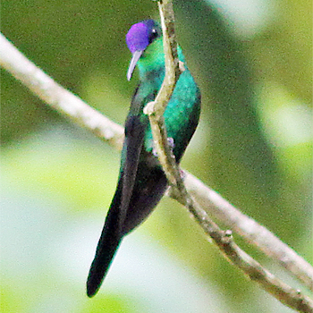 Violet-capped Woodnymph
