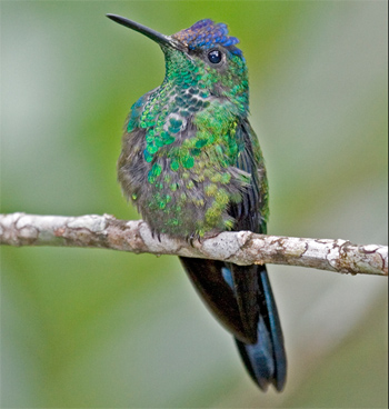 Violet-capped Woodnymph