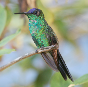 Violet-capped Woodnymph