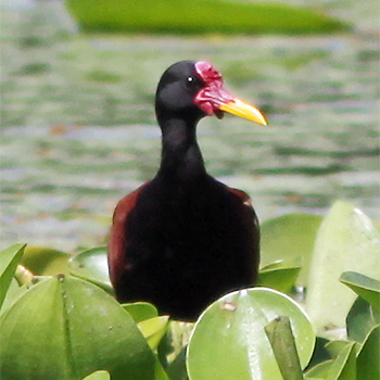 Wattled Jacana