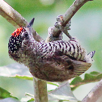 White-barred Piculet