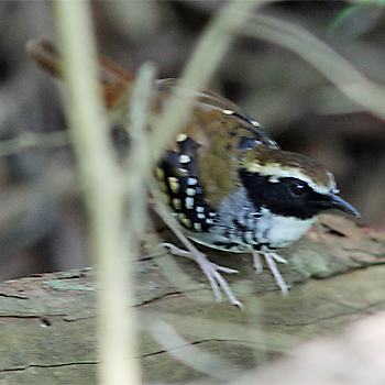 White-bibbed Antwren