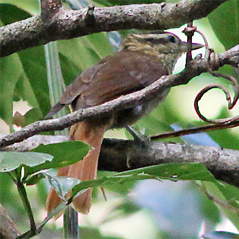 White-browed Foliage-gleaner