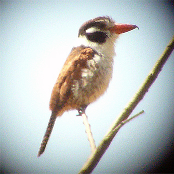 White-eared Puffbird