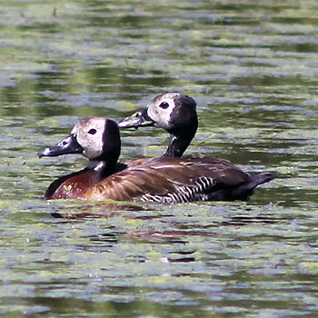 White-faced Whistling-duck