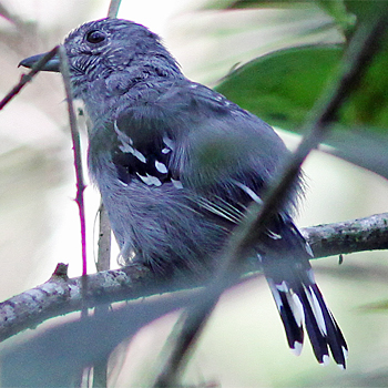 White-flanked Antwren
