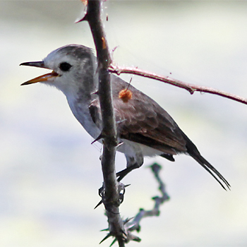 White-headed Marsh Tyrant (female)